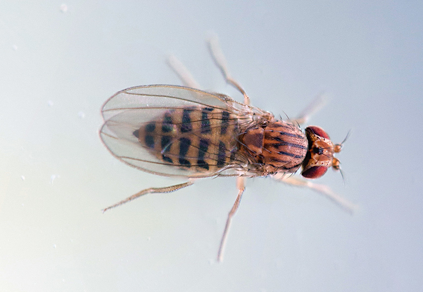 Drosophila busckii,   Drosophilidae